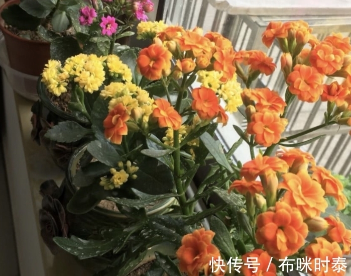 这种粑粑肥拿来养花,养根养叶又催花,关键是怎么用都不烧苗