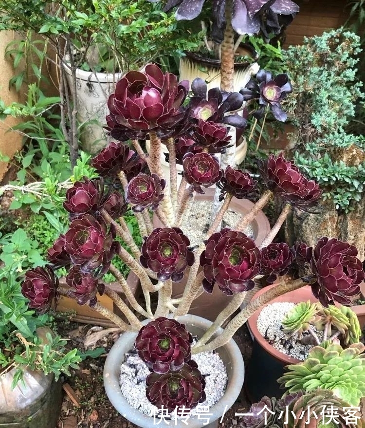 多肉盆栽:强迫症养多肉,必须整整齐齐,一颗也不能乱