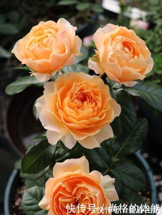 香气|不输果汁阳台,这款阳台盆栽月季,月月花开,香气四溢,值得入手!