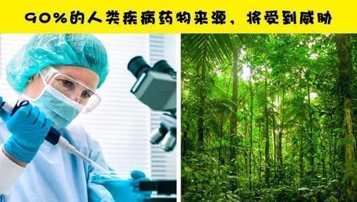 全球变暖 如果亚马逊雨林被彻底烧毁，可能会发生在地球上的11件事