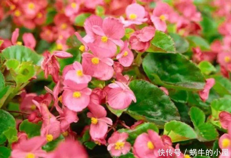 4种花美的出奇，不仅花好看，名字也好听，好养漂亮！