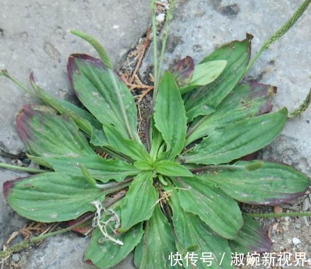嫩叶|过去是穷人的“救命菜”,晒干能够泡茶喝,人称尿床草,一斤7元