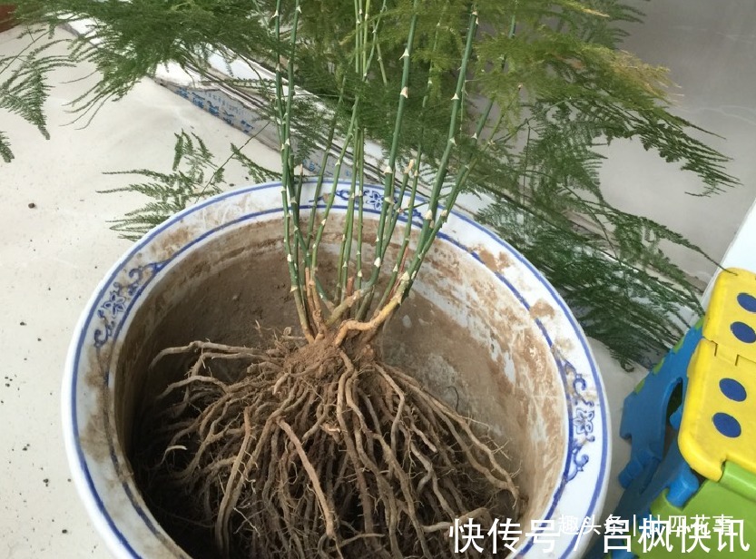 多肉植物|7种花，就要“穷着养”，花盆越小，长势越喜人！