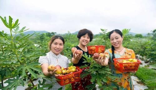  家庭种植无花果很受喜爱，无花果光长叶子不结果，该如何操作