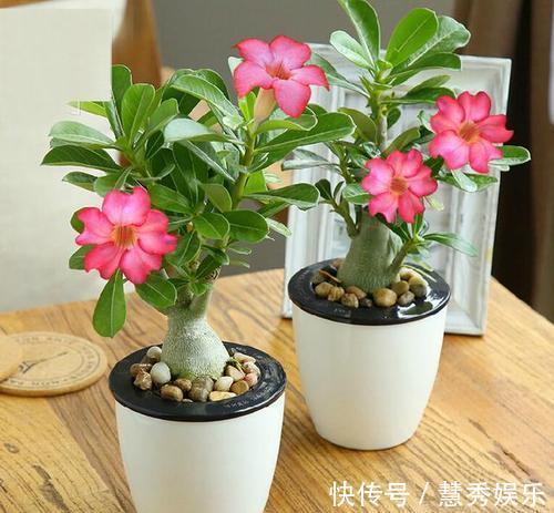 这3种花要“穷养”，盆小水少长得好，爆出侧芽养成老桩盆景