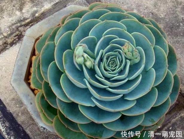 春天盆栽多肉爱生虫?别再头疼怎么除掉了,用它们分分钟解决