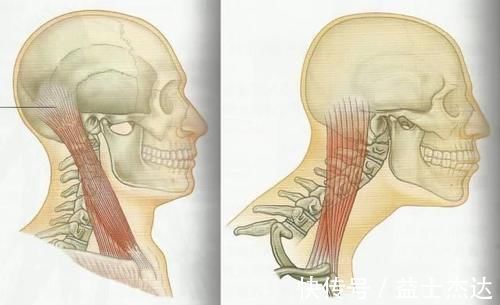 枕头|颈椎病的克星:聊聊颈椎那些事,让颈椎病从此和你说拜拜!
