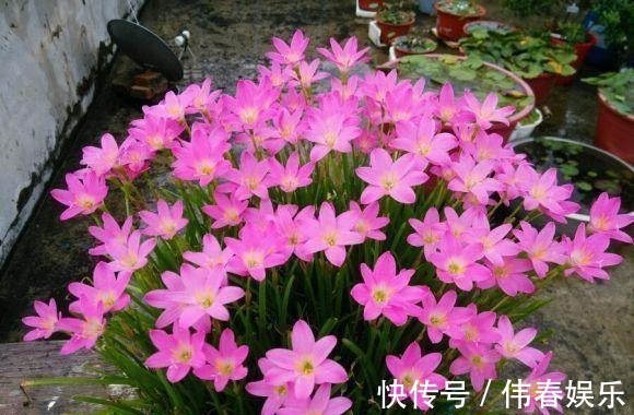 妖艳|泼辣的“胖美人”10块钱买“一堆”,狂风暴雨后,妖艳花满地