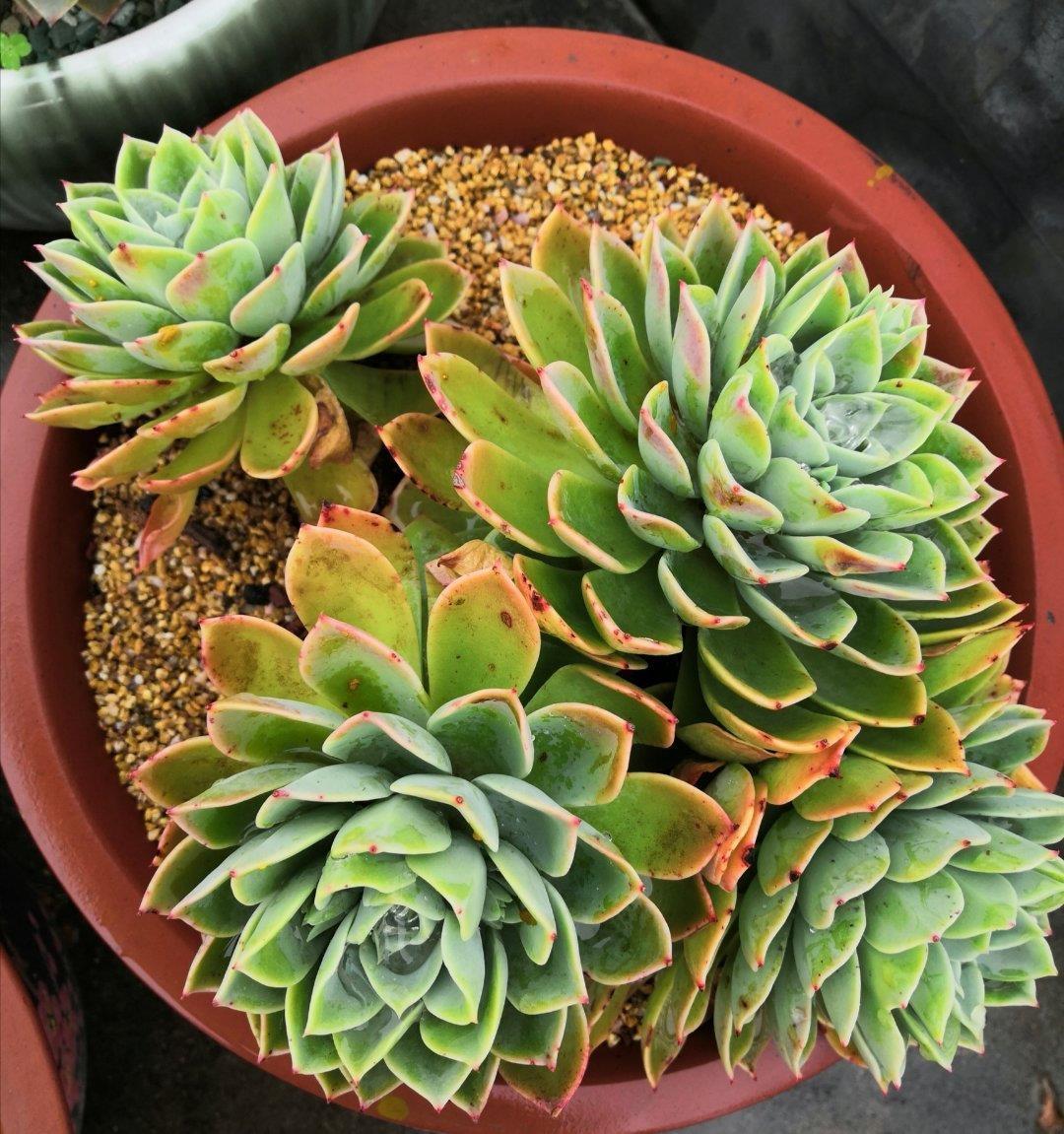 多肉淋雨有益处,做好“三攻略”,遇水疯长,梅雨季节也不糟心