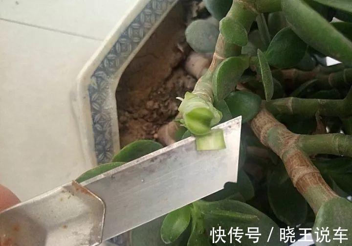 玉树砍一刀,插上长寿花,变成“长寿树”,5种花轮番开,少见