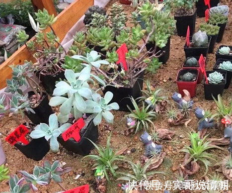 大叔|农场大叔的一个小妙招,多肉种在“这”上面,3个月都不用浇水!