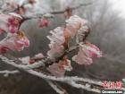 德清|云南香格里拉噶丹松赞林寺吸引游人