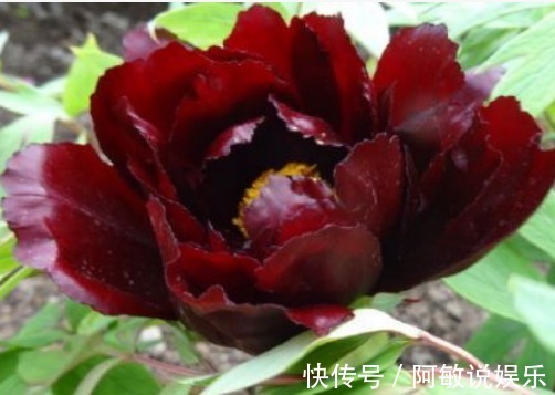 新手养花,不如养盆花中精品“初乌”,花色如墨,高贵而又厚重