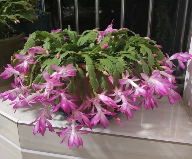 夏天养蟹爪兰记住2个字素养否则秋天只能见到“空花盆”