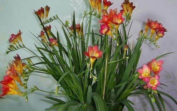 不想养吊兰绿萝了那就养这4种花，花开如海，一年能开300多天