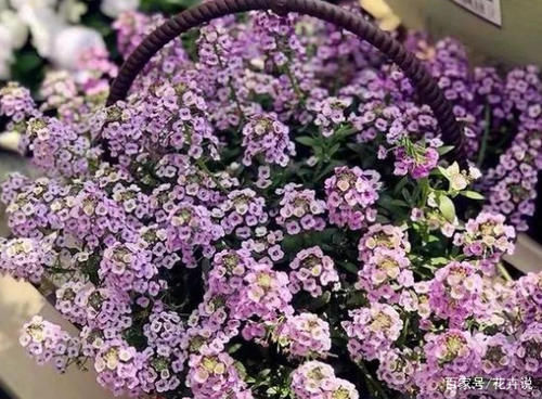 5种香水花卉，好养又好闻，你家有养不？