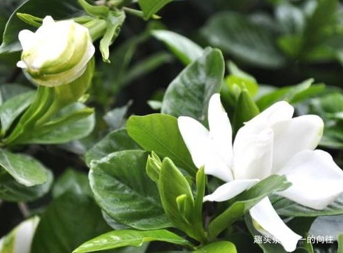 栀子花最爱这种“神仙水”,按照规律浇一点,枝嫩叶绿爆满盆