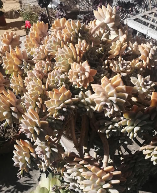 养10年的“淡雪”老桩，一直不换盆，如今长成高攀不起的样子