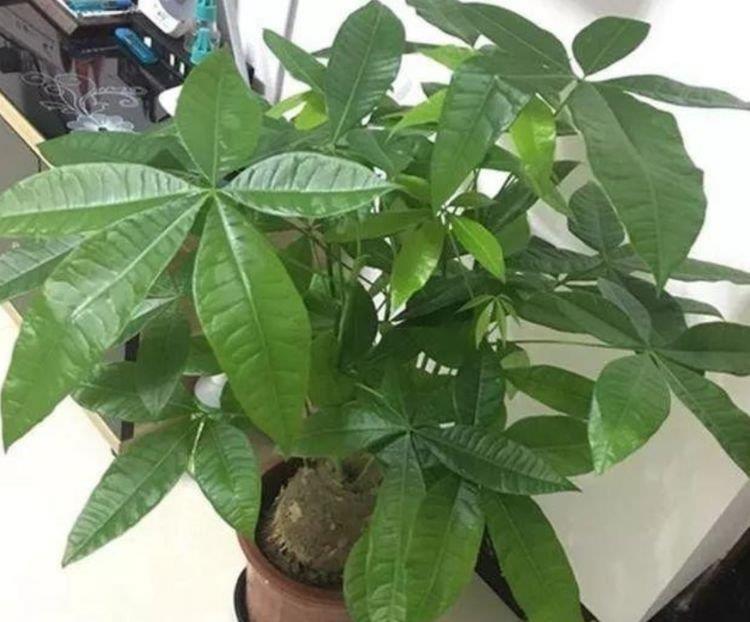 “4种花”有钱人都偷着养，家里财运亨通，旺运一整年