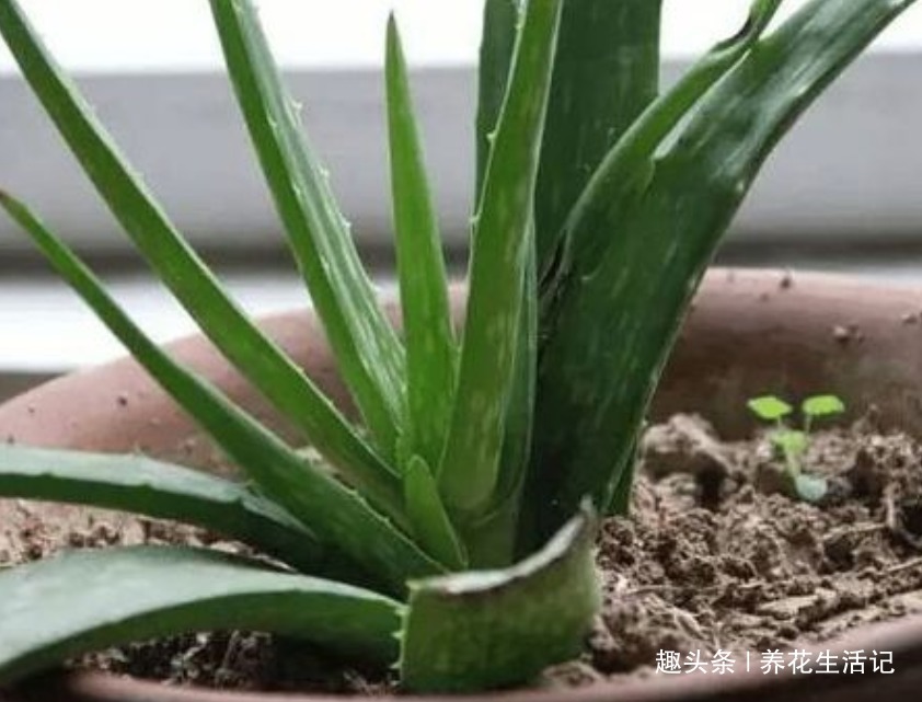 在家中养芦荟，叶子上有病斑，试试以下几种方法，能轻松解决！