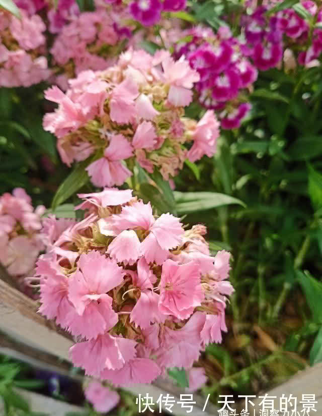 懒人新宠“石竹花”,遇水疯长“满屋香”,大户人家都爱养