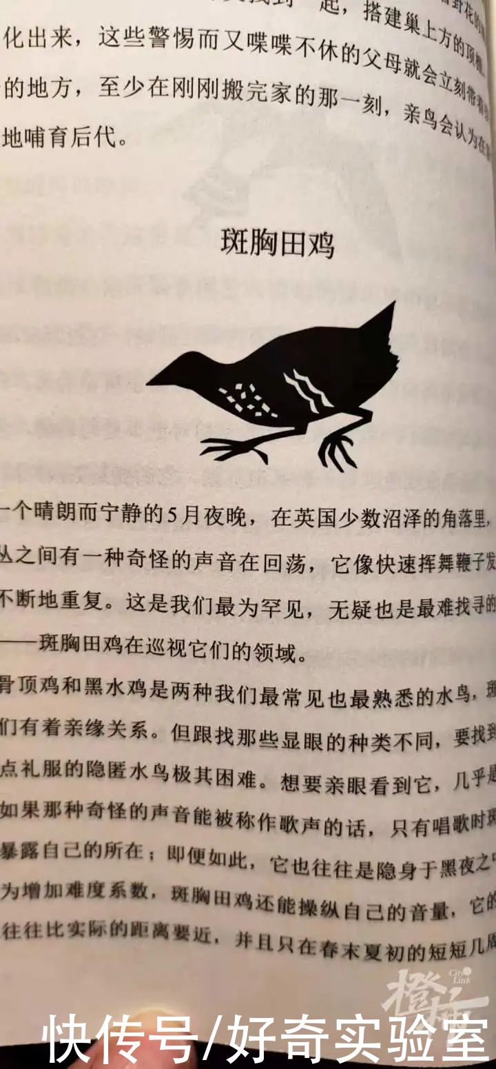柯子朔|杭州小学生发现农夫山泉瓶身上有错误？！这只鸟到底是什么鸟？