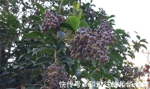 农村|路边就有的便秘偏方，农村城市人都视而不见！