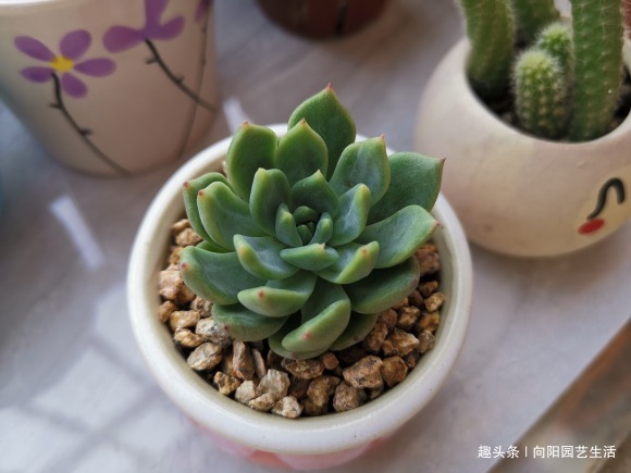 夏天多肉很便宜,不要“乱买”,温度高服盆慢,买回家养不活