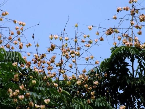 成都一处与“五”有缘的景点，由五个主题景区组成，种植五类花卉