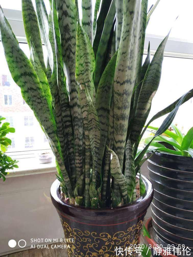 矿泉水瓶|8种花现在扦插，成活率超高，一周就生根