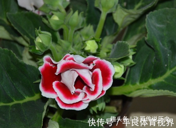 花期|此花颜色艳丽,花枝妖娆美的像是一幅画,寓意着欲望和美丽