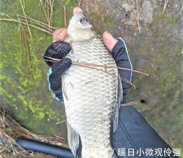 鲢鳙|野钓时调四钓二与调平钓二,哪种调漂方法更好?