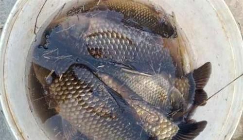 手竿钓鲫鱼经常跑鱼，可以试着这样调整，让中鱼率飙升几倍