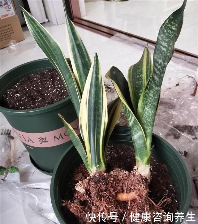 虎皮兰不冒“新芽”,注意这几点,养2月“钢芽”窜出盆!