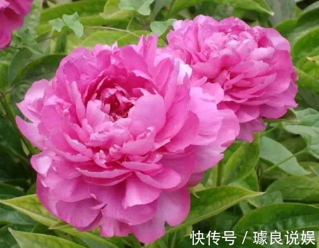 养芍药的季节到了，在家就能种好，开花一年比一年多！