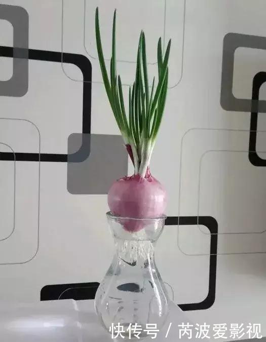 厨房里这9种菜根不要扔，泡水就能活，比绿萝好看多了！