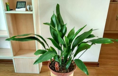 卫生间里面味?那就养几种植物,既耐阴又可以祛味!