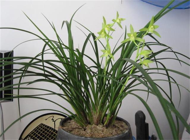 养兰花，3个''窍门''别放过，省时省力，植株还容易旺