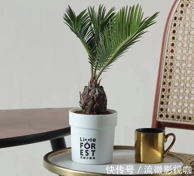 腐殖质|8种“丑花”，个个都有好兆头，家里养几盆，镇宅吉祥，越养越爱