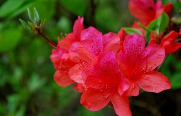 此款木本花卉,花开媲美牡丹,仙气十足,花香怡人,堪称盆栽佳品