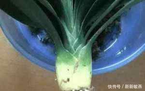 药剂|君子兰蔫了别扔,丢个小药片,呼呼冒出大白根,重新根壮叶油绿