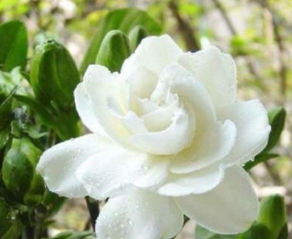 好养易爆盆的几种花卉,不怕冷不怕热,开花漂亮花期长