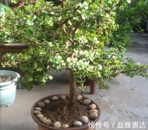 修剪|养金枝玉叶,别只顾施肥,经常剪剪枝,长得更快成老桩