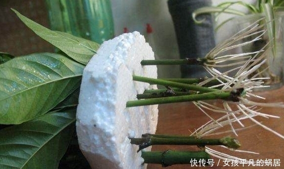 栀子花|掐个枝叶都能养活的10种盆栽植物,不用你管就能爆盆,你知道么