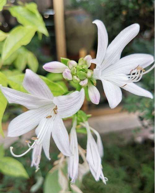 树荫下养点花，这4种花都耐阴，开花也超美