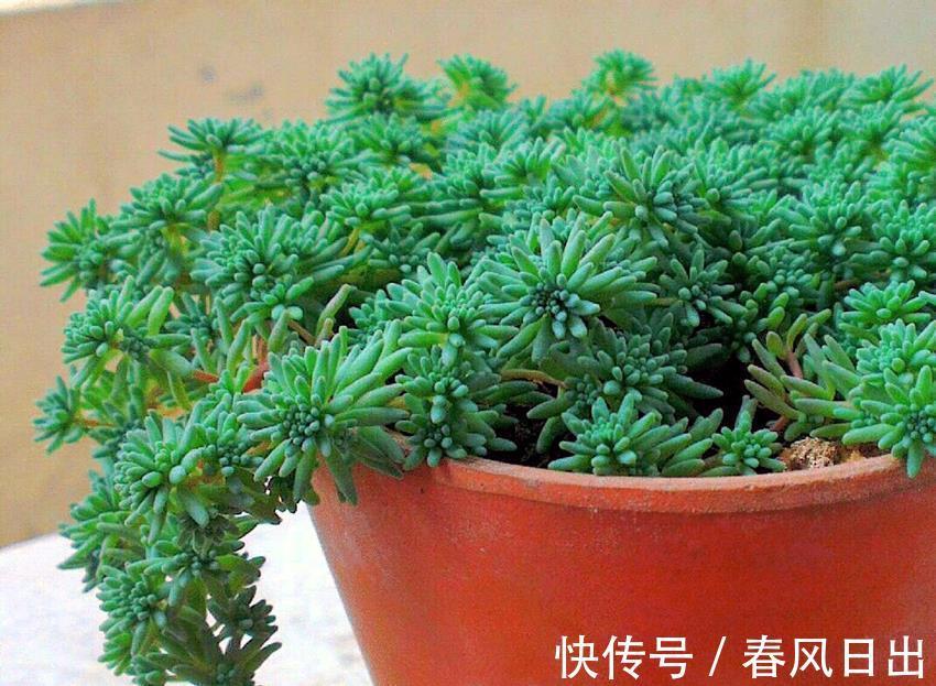 多肉|矮盆适合养吊兰,这几种吊兰推荐给你,很好养