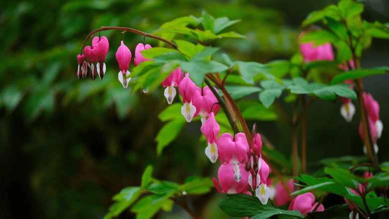 君子兰君子兰|养花试试这几款，花色艳丽、花香浓郁、花期延长