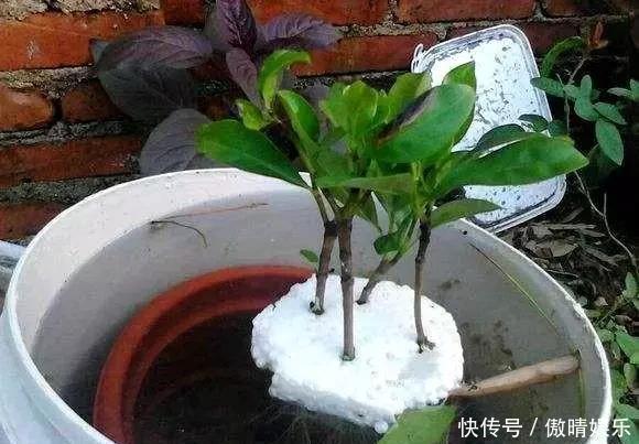 散光处|这4种花,剪个枝插水里,10天就生根,当下季节最佳