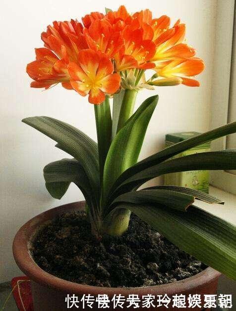 水溶液|君子兰疯长,冒出“5根”花箭,是这2种肥的“功劳”,养啥都旺