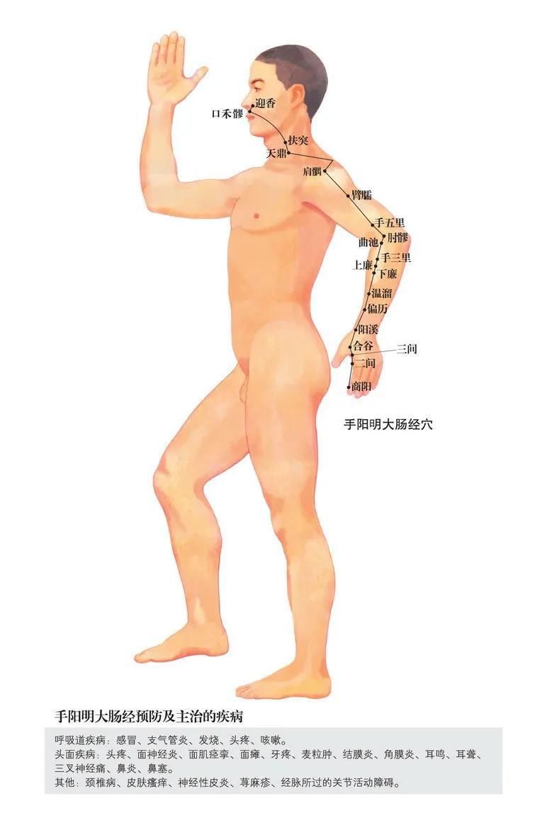  敬重|被忽视的大肠经——值得敬重的人体血液清道夫